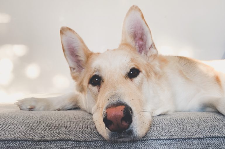 Apartment Dog, Living in an apartment with a dog, Winnipeg apartments, Apartment pets, Downtown Winnipeg Apartments, 300 Main Downtown Winnipeg Apartments