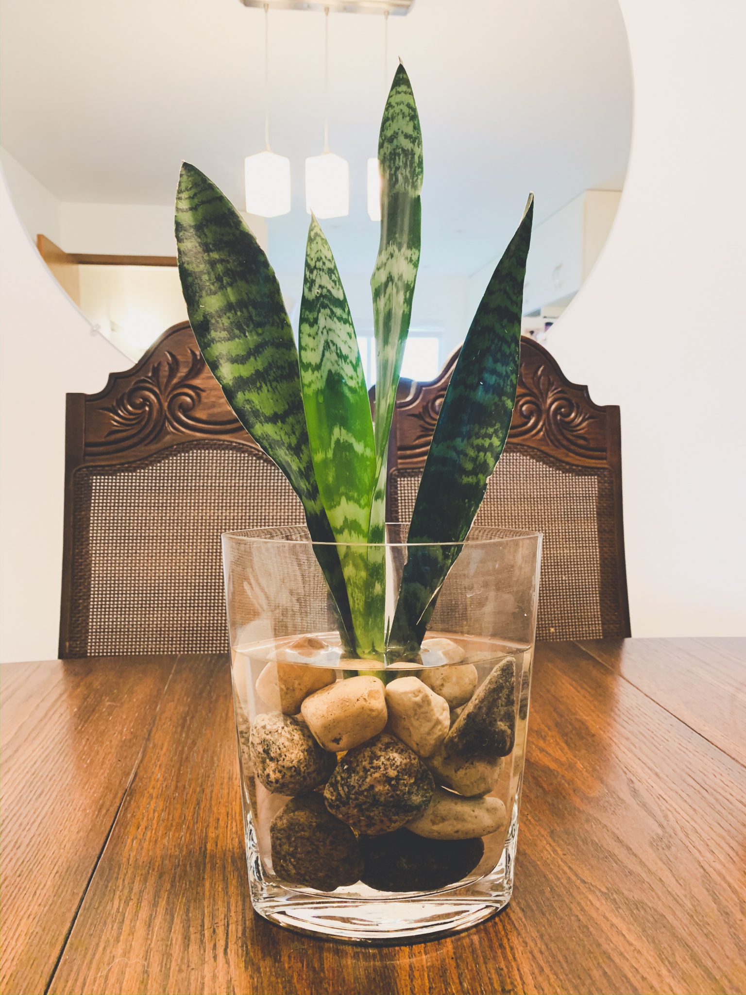 Finding Your (Houseplant) Match Living at 300 Main Downtown Winnipeg
