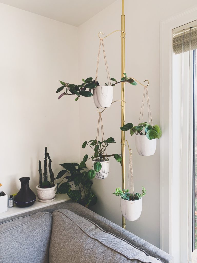 Finding Your (Houseplant) Match Living at 300 Main Downtown Winnipeg