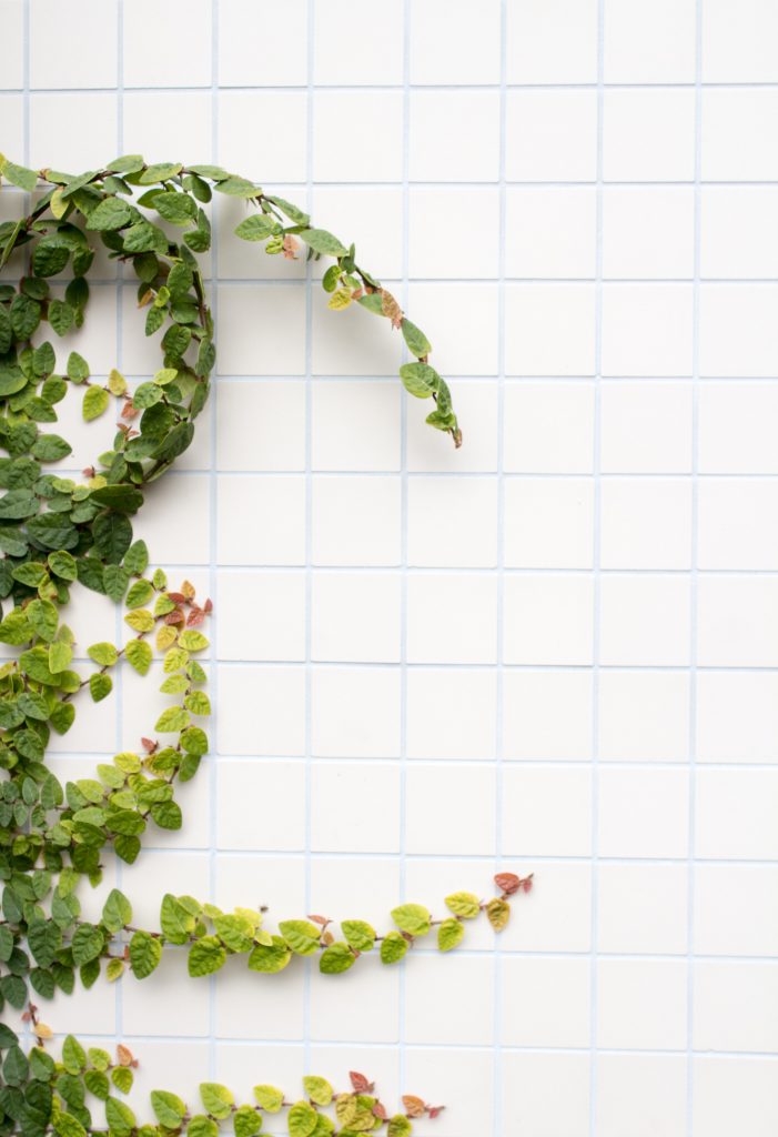 Using plants to customize your living space, winnipeg apartments, downtown winnipeg apartments, downtown living, downtown winnipeg living, apartment lifestyle, apartment living, winnipeg apartment living, hi rise building, 300 main downtown winnipeg apartments, apartments in downtown winnipeg